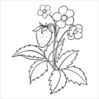 Linear Drawing of Strawberry Bush with Berries and Flowers vector