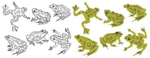 Set of frogs and toads of different species in different poses. Different kinds of frogs. Realistic flat illustration on white background in outline and color vector