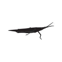 grasshopper icon design vector