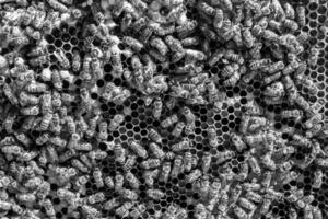 Abstract hexagon structure is honeycomb from bee hive filled photo