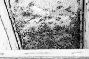 Abstract hexagon structure is honeycomb from bee hive filled photo
