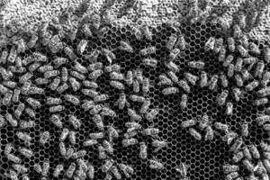 Abstract hexagon structure is honeycomb from bee hive filled photo
