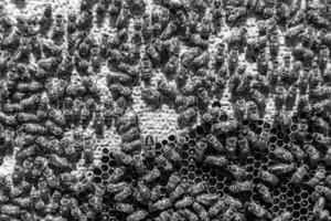 Abstract hexagon structure is honeycomb from bee hive filled photo
