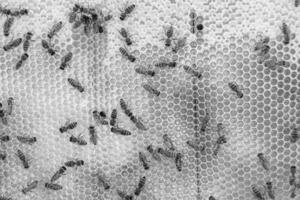 Abstract hexagon structure is honeycomb from bee hive filled photo