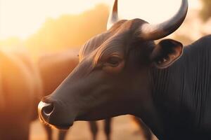 Cows in field sunset in the evening. Neural network photo