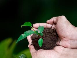 Seedling are growing in the soil with hand,hand holding of soil with young plant on top it will growing up to the forest in future,with Blurred Background. photo