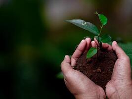 Seedling are growing in the soil with hand,hand holding of soil with young plant on top it will growing up to the forest in future,with Blurred Background. photo