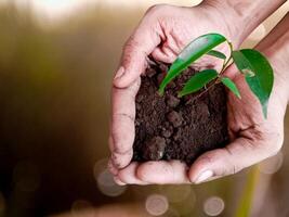 Seedling are growing in the soil with hand,hand holding of soil with young plant on top it will growing up to the forest in future,with Blurred Background. photo