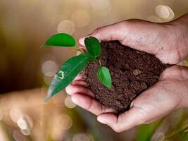 Seedling are growing in the soil with hand,hand holding of soil with young plant on top it will growing up to the forest in future,with Blurred Background. photo