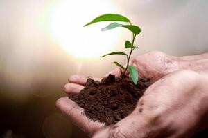 Seedling are growing in the soil with hand,hand holding of soil with young plant on top it will growing up to the forest in future,with Blurred Background. photo