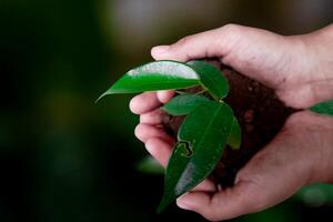 Seedling are growing in the soil with hand,hand holding of soil with young plant on top it will growing up to the forest in future,with Blurred Background. photo