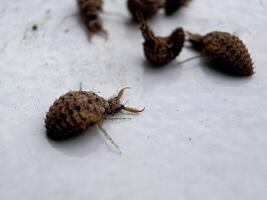 ant lion insect in natural habitat or myrmeleon formicarius photo