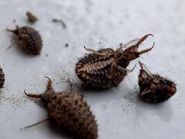 ant lion insect in natural habitat or myrmeleon formicarius photo