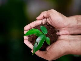 Seedling are growing in the soil with hand,hand holding of soil with young plant on top it will growing up to the forest in future,with Blurred Background. photo
