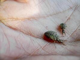 ant lion insect in natural habitat or myrmeleon formicarius photo