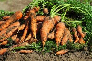 Pile of fresh ripe orange carrots in the garden. .Healthy vegetarian food photo