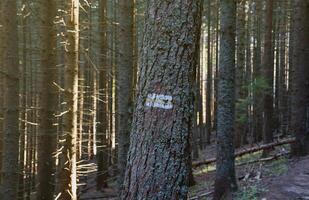 Walking trail background. Yellow and white forest path on brown tree trunk. Guide sign made with paint on hiking trail. Symbol points right way to go photo