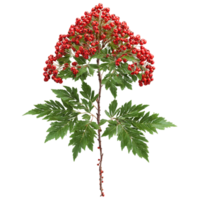 Rowan Tree small tree with pinnate leaves and clusters of bright red berries Sorbus aucuparia png
