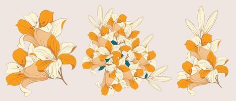 Lilium Candidum Botanical Illustration as a frame design and romantic invitation printing needs vector