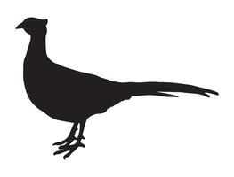 Pheasant silhouette on white background vector