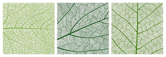 Close up green leaf texture pattern background vector
