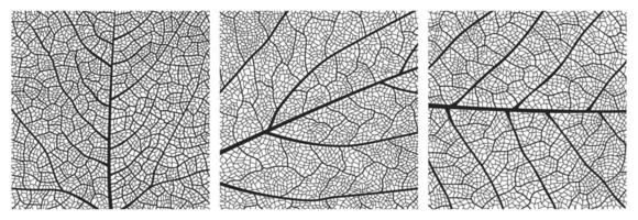 Leaf texture pattern with veins and cells vector