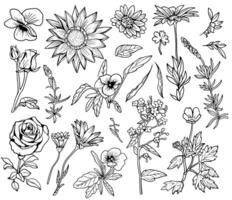 Design set of hand drawn plants, herbs and flowers isolated on white. Botanical summer concept. line art illustration in sketch style vector