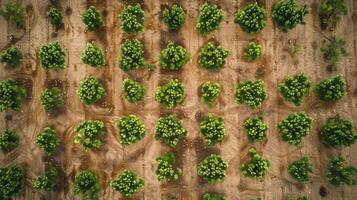 Aerial view of reforestation with young trees planted in rows, showcasing sustainability and conservation, with copyspace. Environmental carbon reduction photo