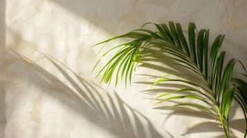 Palm branch adorns a spacious church corner on Palm Sunday, reflecting the sacred tradition photo
