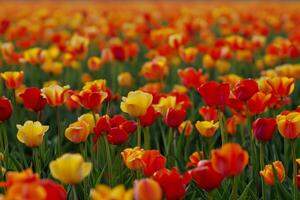 A vibrant field of tulips, with colorful blooms stretching to the horizon photo