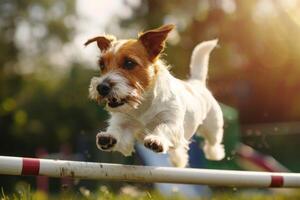 Joyful dog jumping over hurdles during agility training photo