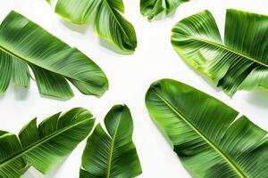 A bunch of green leaves are arranged in a circle on a white background. The leaves are all different sizes and shapes, but they all have a similar color and texture photo