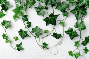 A vine with green leaves and a star shape. The vine is growing on a white surface, and it is reaching out and climbing up the wall photo