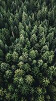 Lush evergreen forests providing year-round shelter photo
