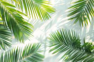 Lush palm fronds swaying gently on a transparent white backdrop, creating a tropical ambiance photo