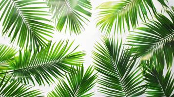 A close up of a palm tree with its leaves spread out. Concept of calm and relaxation, as the palm tree is a symbol of tropical paradise and leisure. The lush green leaves photo