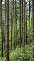 Dense alder forests providing habitat for salmon photo