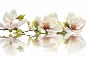 Three white flowers are reflected in a mirror. The flowers are on a branch and the reflection is on a white background photo