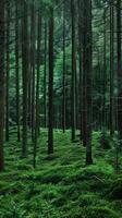 Serene cedarwood forests perfumed with cedarwood photo