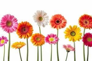 Cheerful gerbera daisies against a transparent white backdrop, perfect for cheerful designs photo