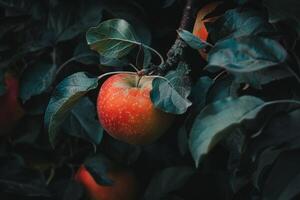 Close up of a fresh apple growing on a tree branch, highlighting the connection between agriculture and ecology photo