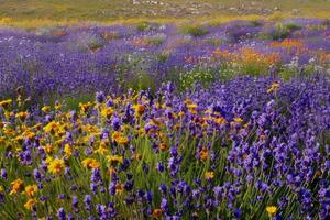 A vibrant field of lavender, with fragrant blooms and buzzing bees photo