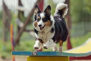 Dog confidently navigating a balance beam during agility training photo