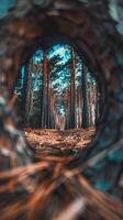 A forest with a hole in the middle of it. The hole is surrounded by trees and the sky is blue photo