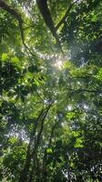 Lush canopies alive with birdsong photo