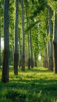 Tranquil poplar groves rustling in the gentle breeze photo