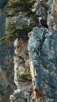 Rocky cliffs providing nesting sites for eagles photo