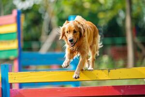 Confident dog successfully completing an agility course photo