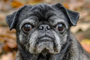 Cute pug with wrinkled face and expressive eyes, adding charm to any composition photo