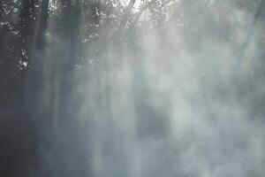 Wisps of fog in a misty forest photo